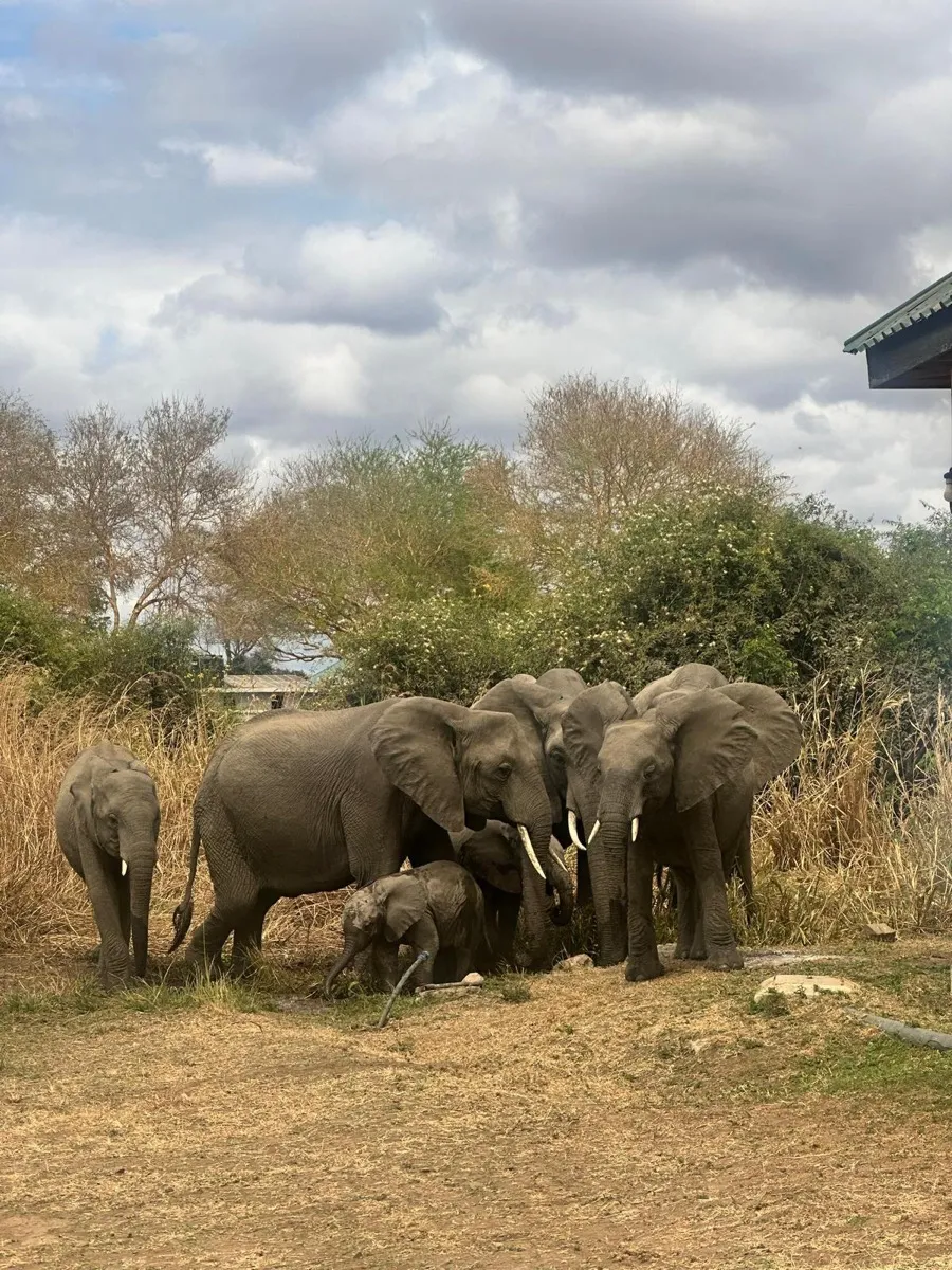 Famille d'éléphants en Tanzanie