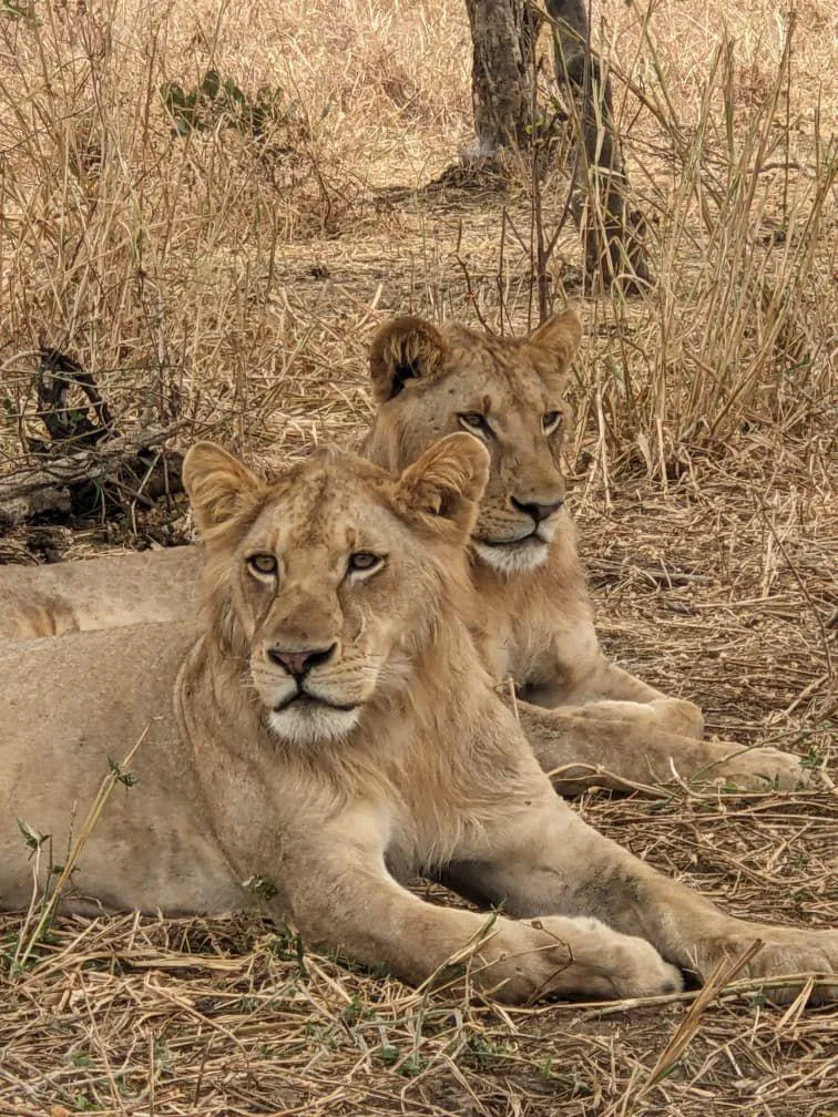 Lions au repos dans la savane