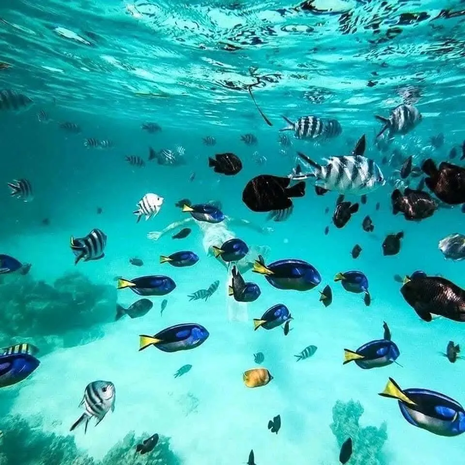 Snorkeling parmi les poissons tropicaux
